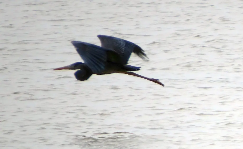 马岛鹭(Ardea humbloti)