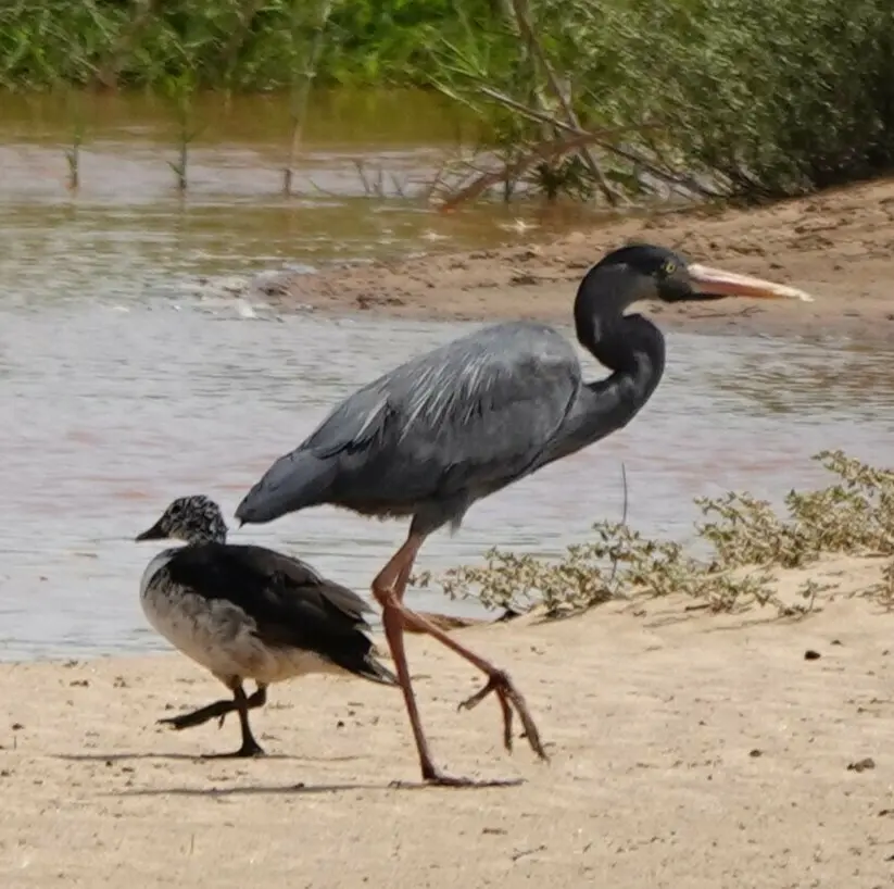 马岛鹭(Ardea humbloti)