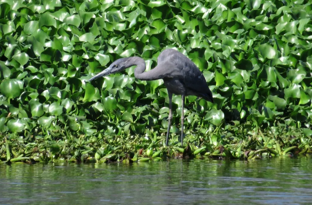 马岛鹭(Ardea humbloti)