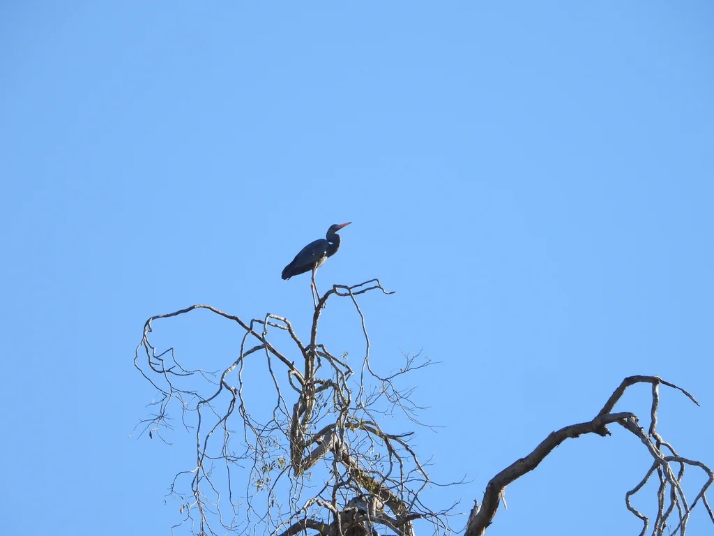马岛鹭(Ardea humbloti)