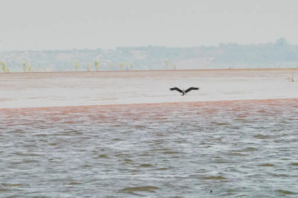 马岛鹭(Ardea humbloti)