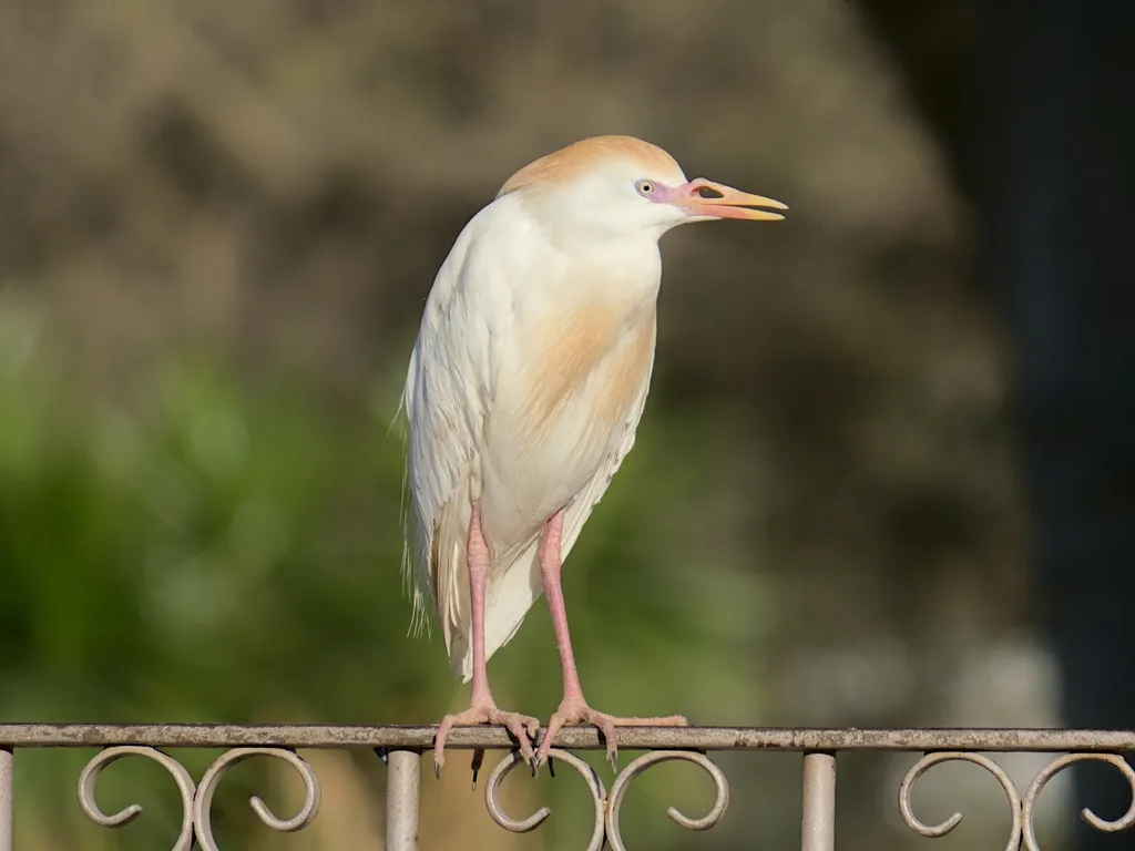 西牛背鹭(Ardea ibis)