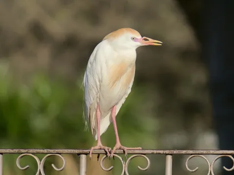 西牛背鹭