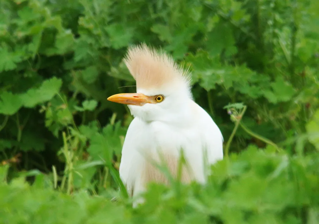 西牛背鹭(Ardea ibis)