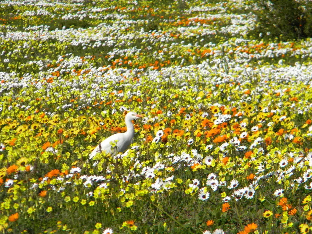 西牛背鹭(Ardea ibis)