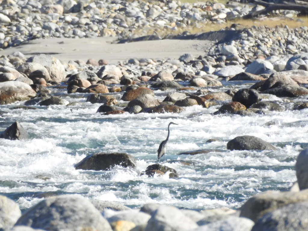 白腹鹭(Ardea insignis)