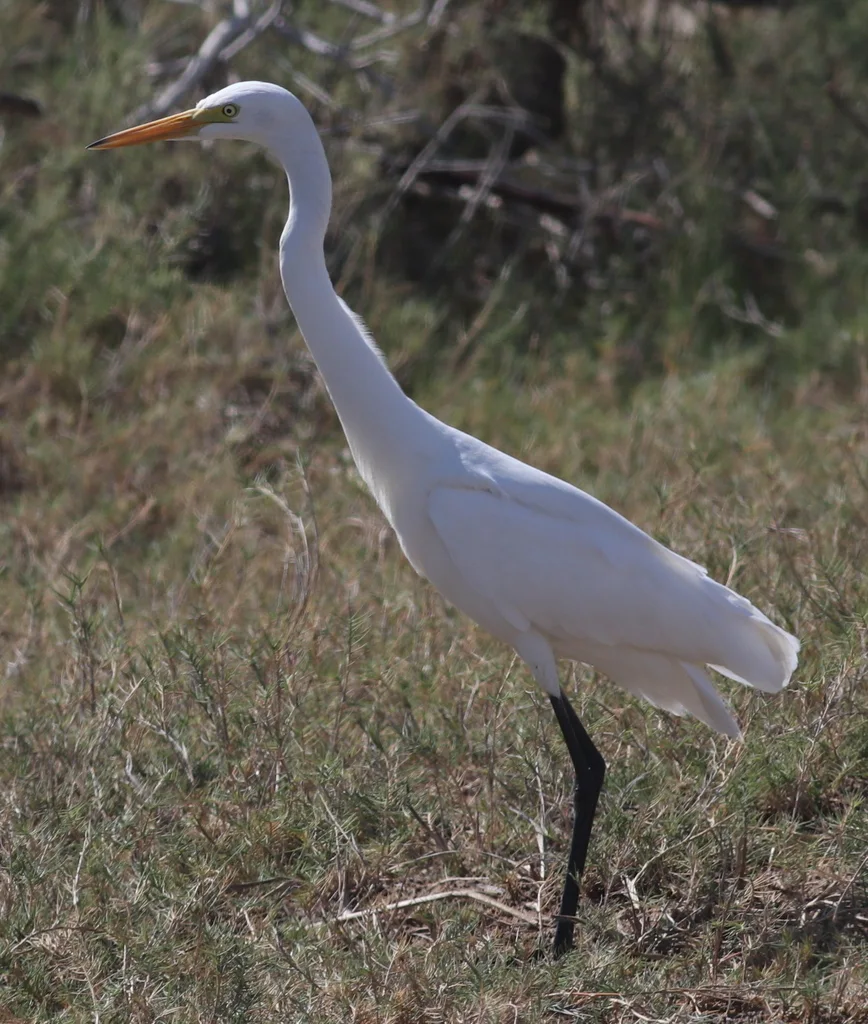 中白鹭(Ardea intermedia)