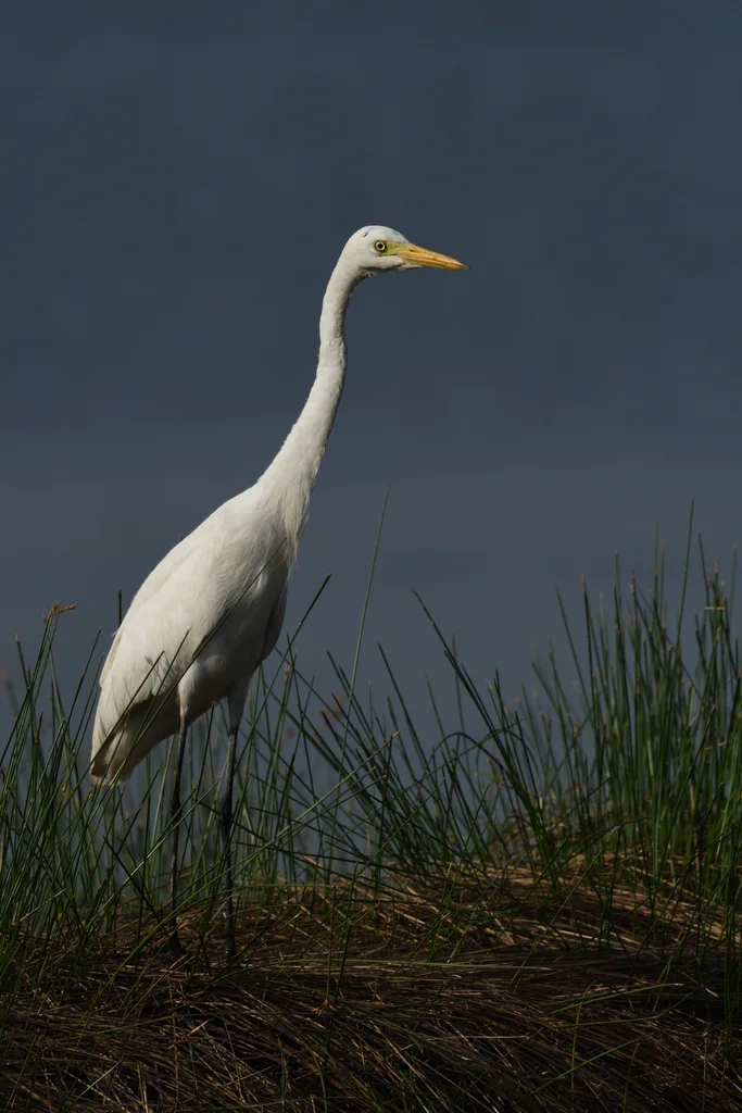 中白鹭(Ardea intermedia)