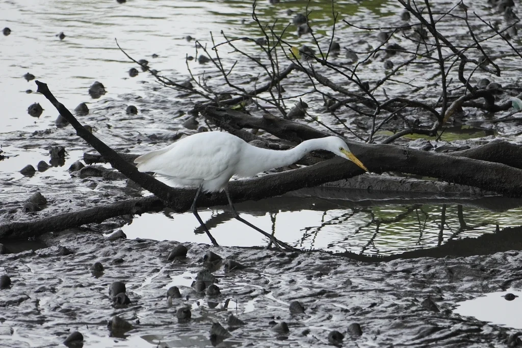 中白鹭(Ardea intermedia)