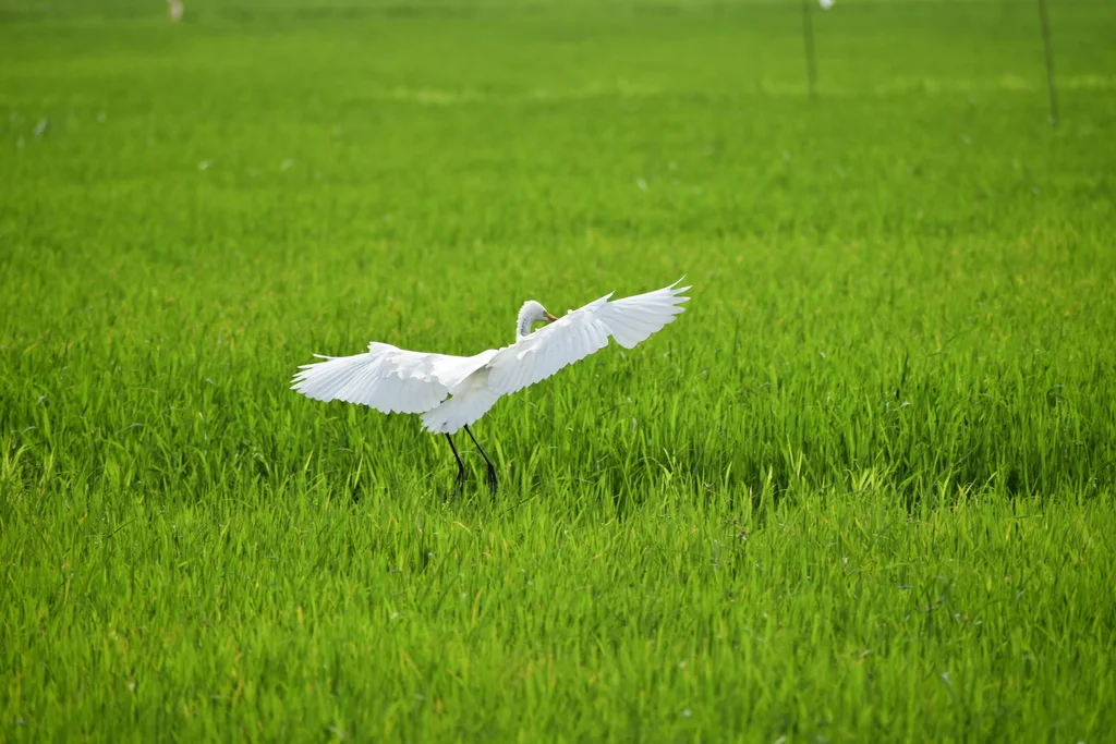 中白鹭(Ardea intermedia)