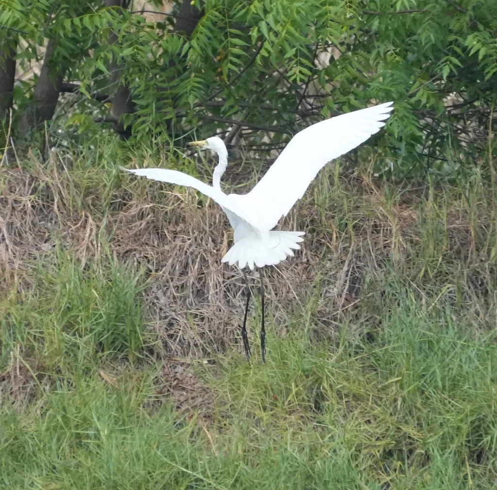 中白鹭(Ardea intermedia)
