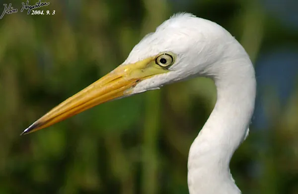 中白鹭(Ardea intermedia)