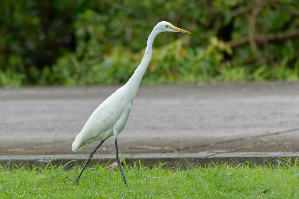 中白鹭(Ardea intermedia)