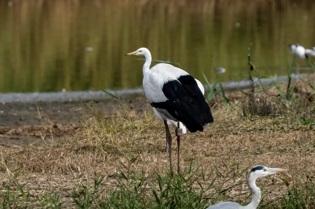 中白鹭（Ardea intermedia）