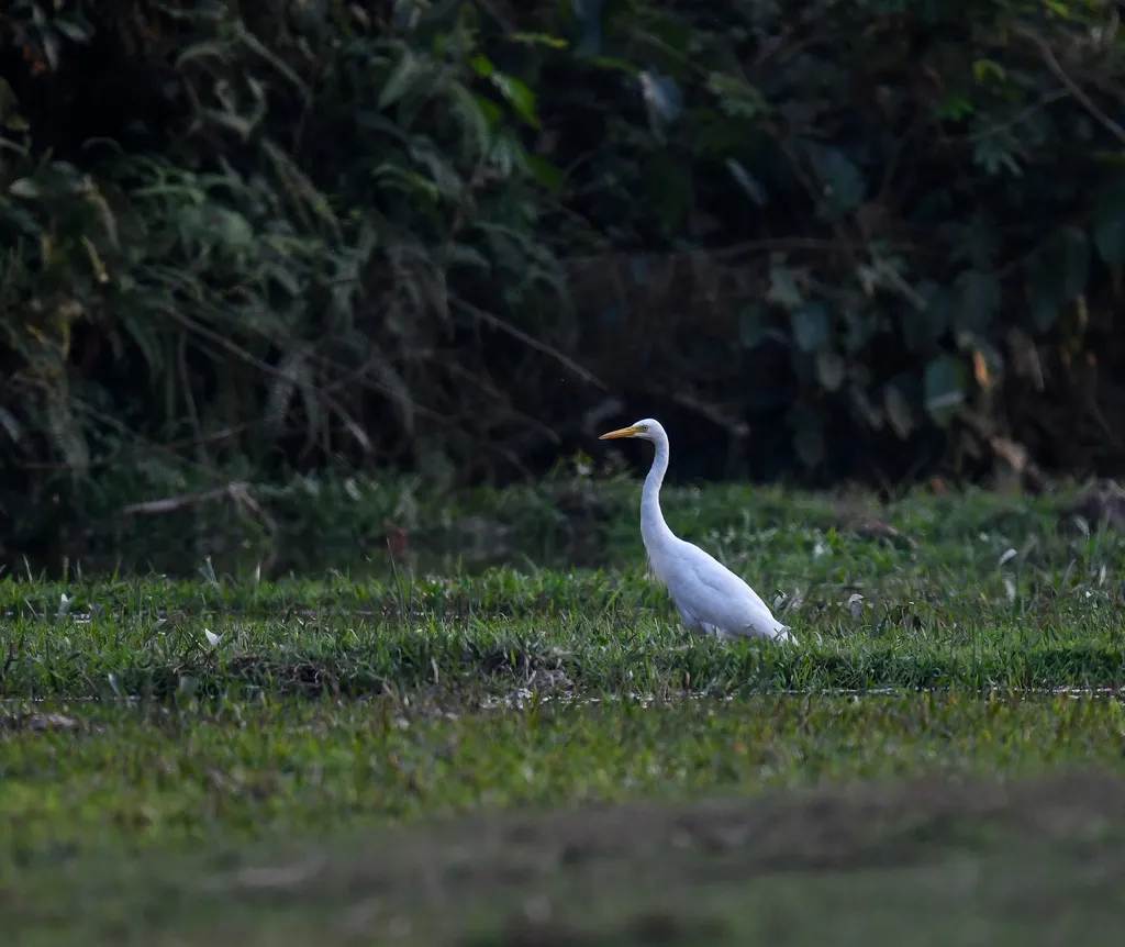 中白鹭（Ardea intermedia）