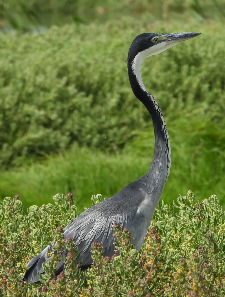 黑头鹭(Ardea melanocephala)