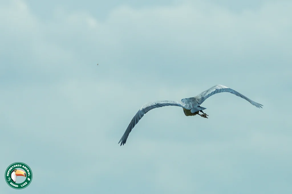 黑头鹭(Ardea melanocephala)