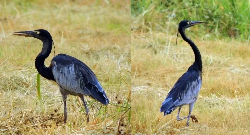 黑头鹭(Ardea melanocephala)