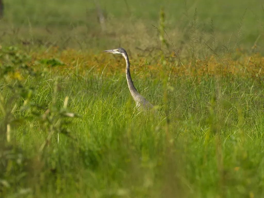 黑头鹭(Ardea melanocephala)