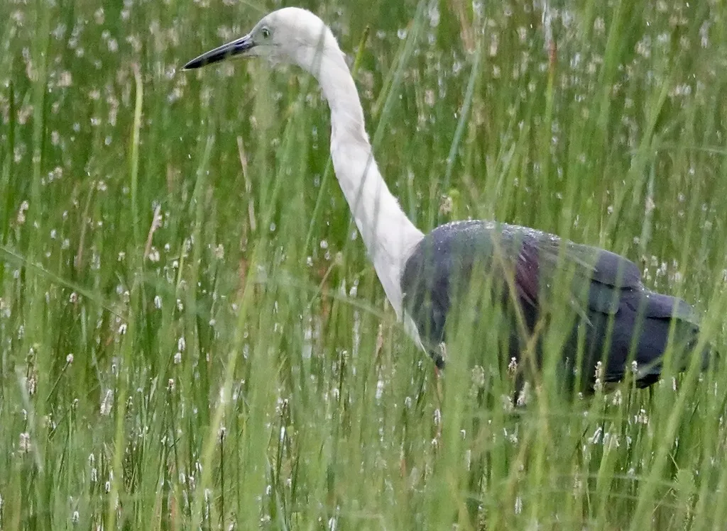 白颈鹭(Ardea pacifica)