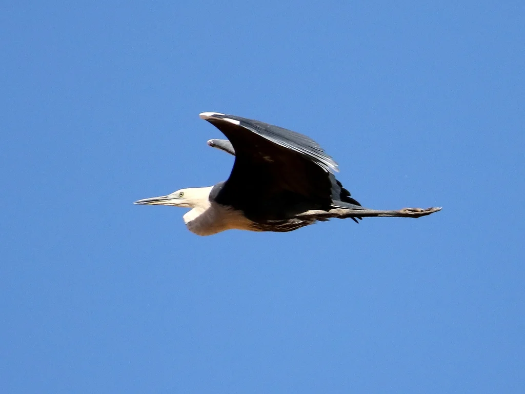 白颈鹭(Ardea pacifica)