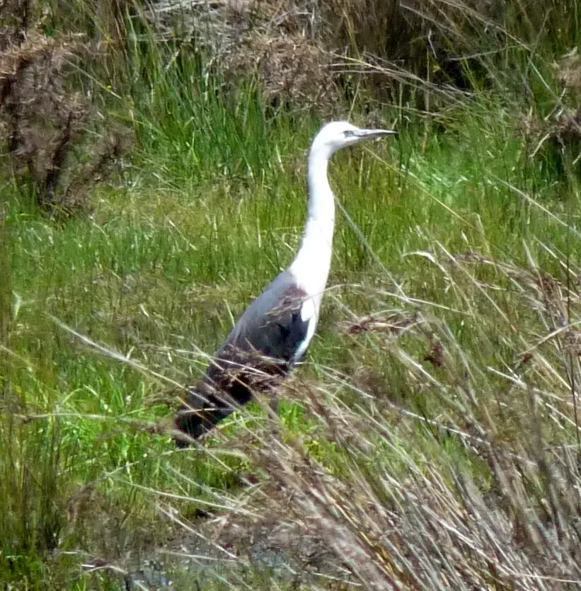 白颈鹭(Ardea pacifica)