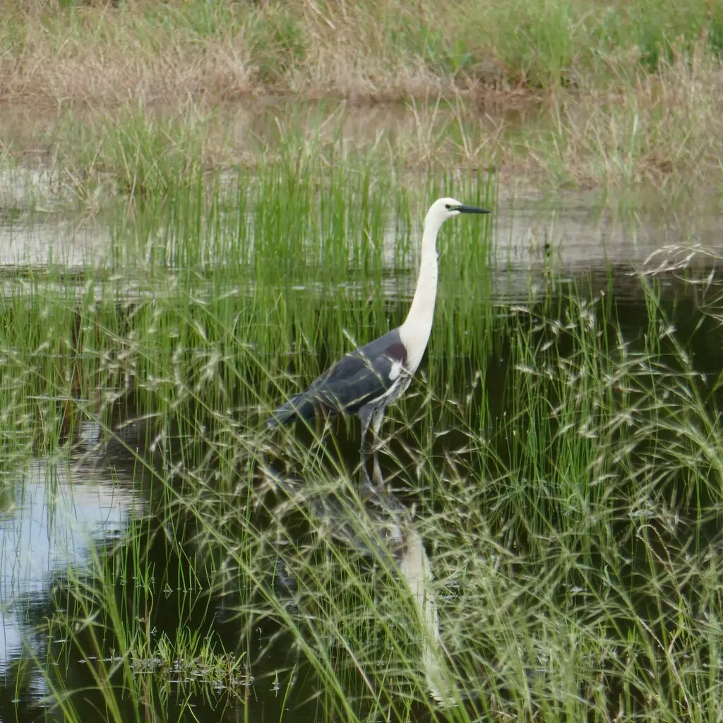 白颈鹭(Ardea pacifica)