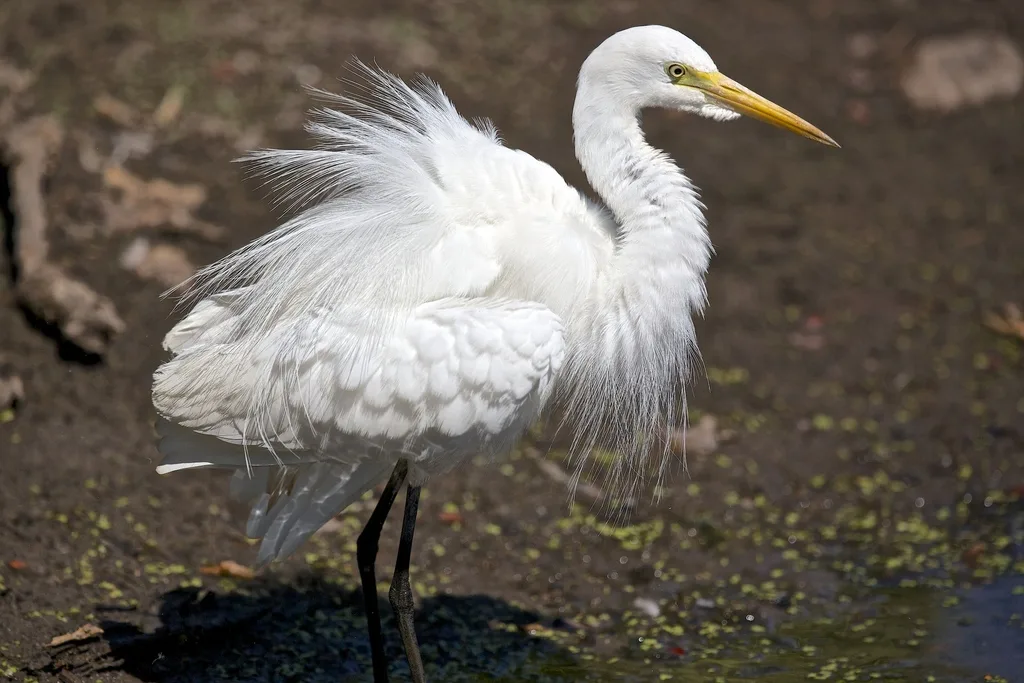 澳洲中白鹭(Ardea plumifera)