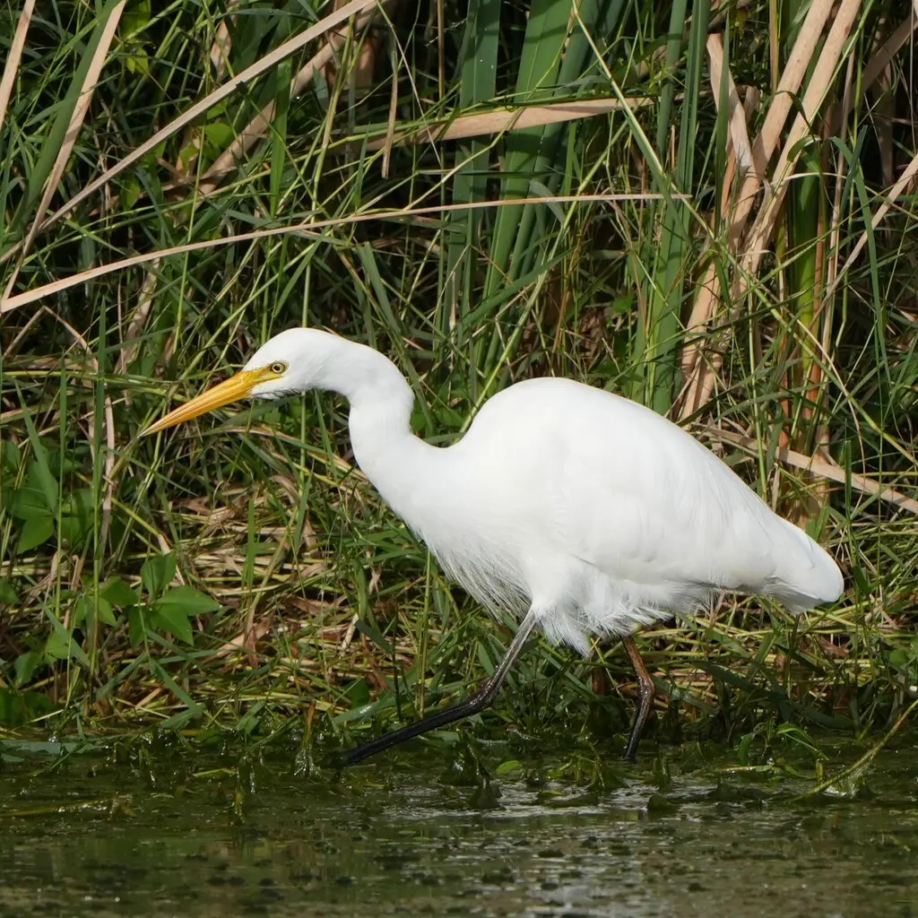 澳洲中白鹭(Ardea plumifera)