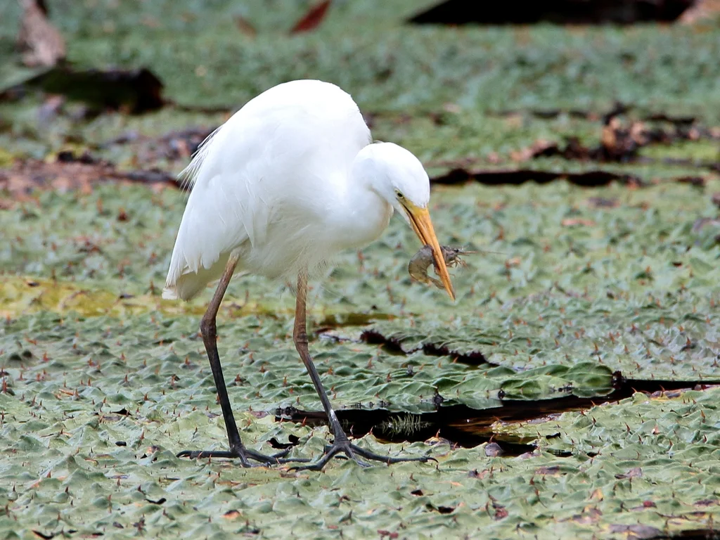 澳洲中白鹭(Ardea plumifera)