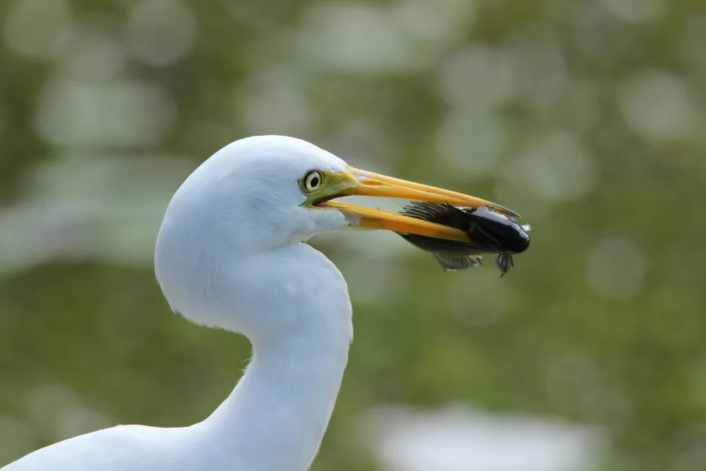 澳洲中白鹭(Ardea plumifera)
