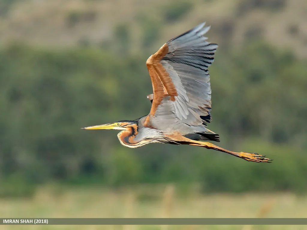 草鹭（Ardea purpurea）
