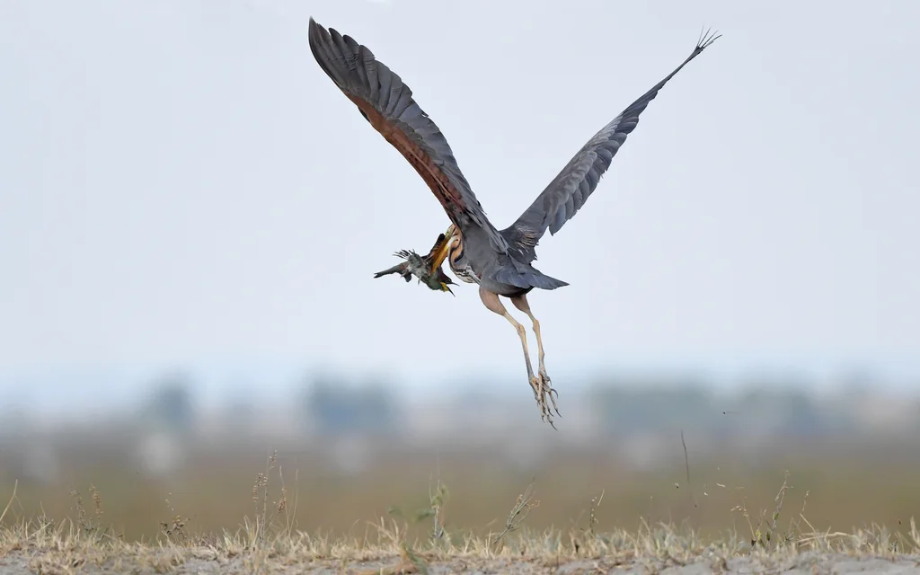 草鹭（Ardea purpurea）