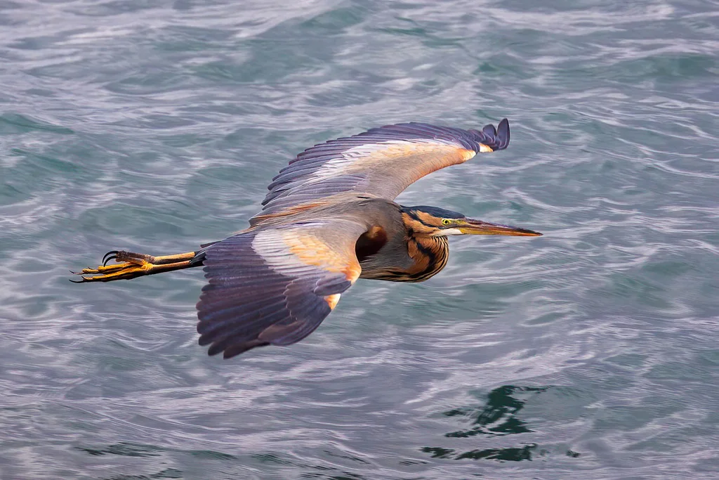 草鹭（Ardea purpurea）