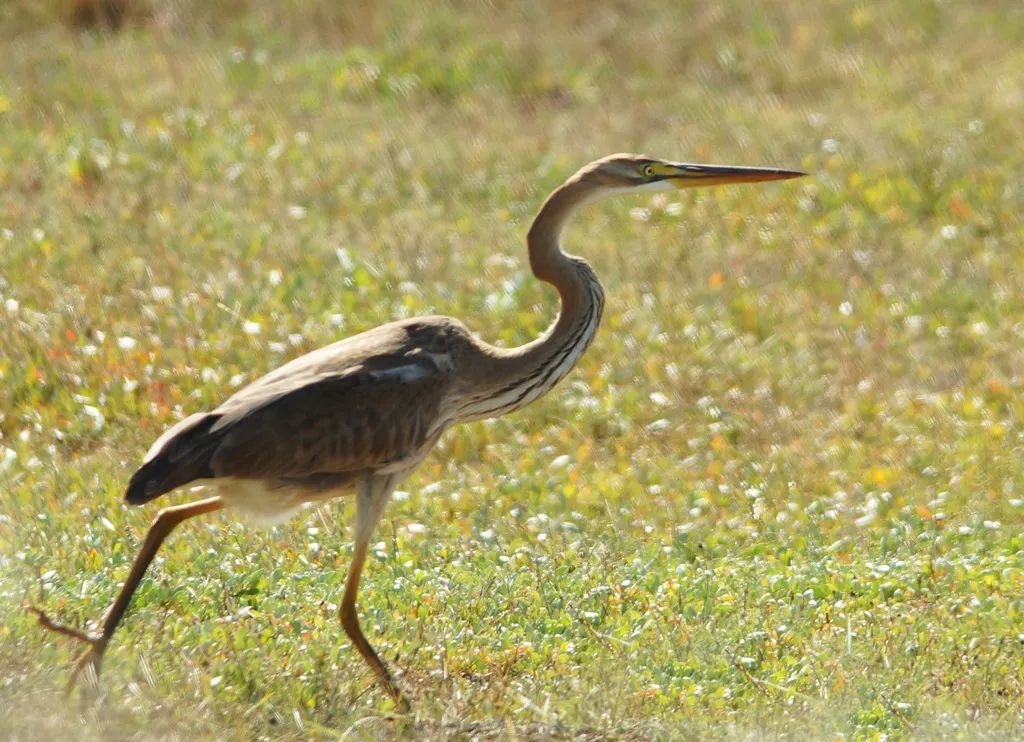 草鹭（Ardea purpurea）
