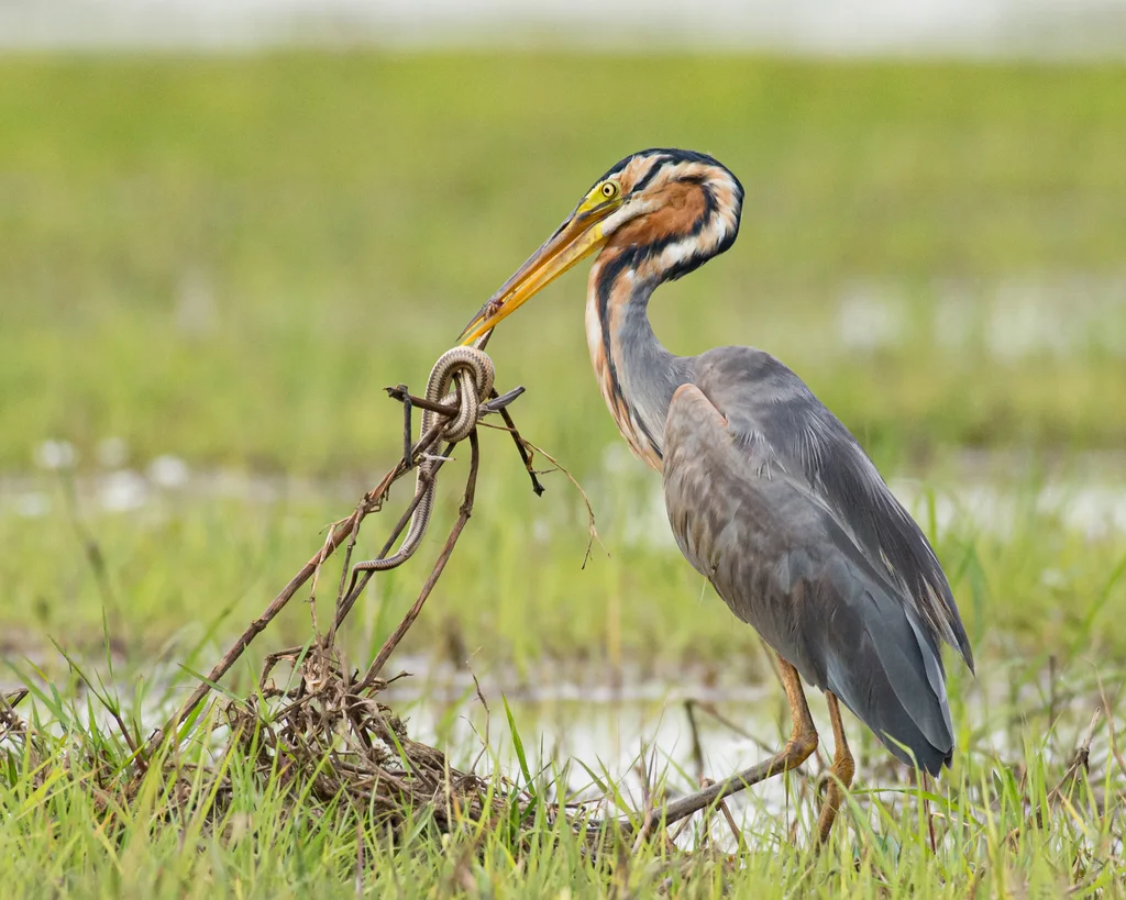 草鹭（Ardea purpurea）