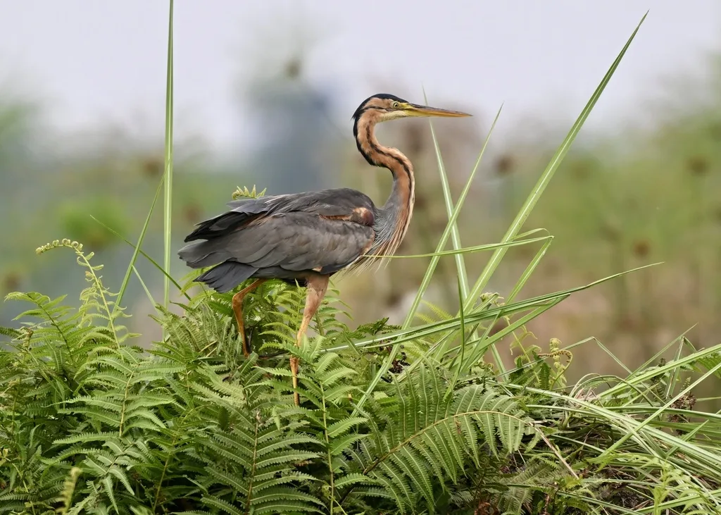 草鹭（Ardea purpurea）