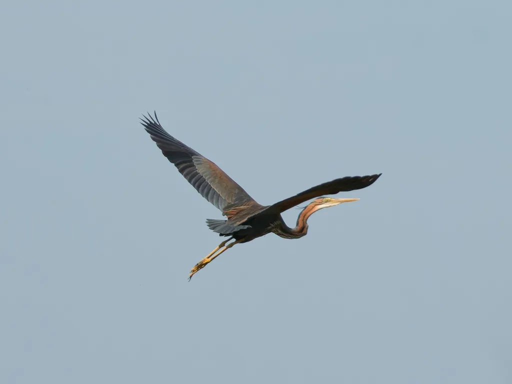 草鹭（Ardea purpurea）