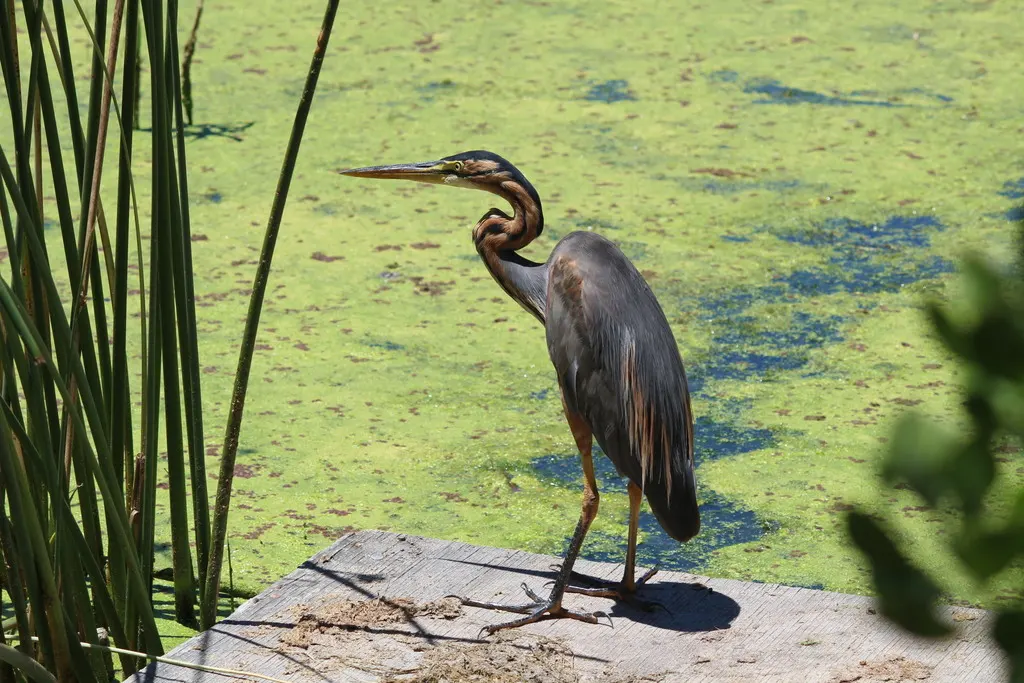 草鹭（Ardea purpurea）