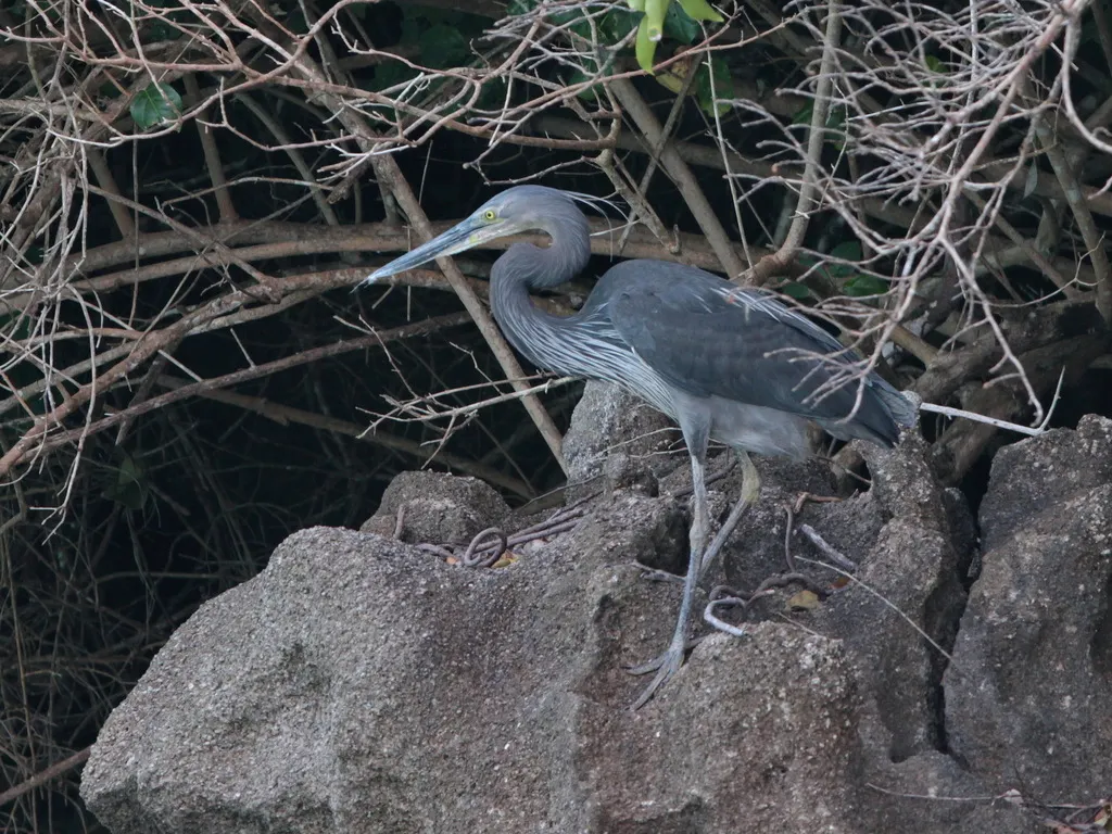 大嘴鹭（Ardea sumatrana）