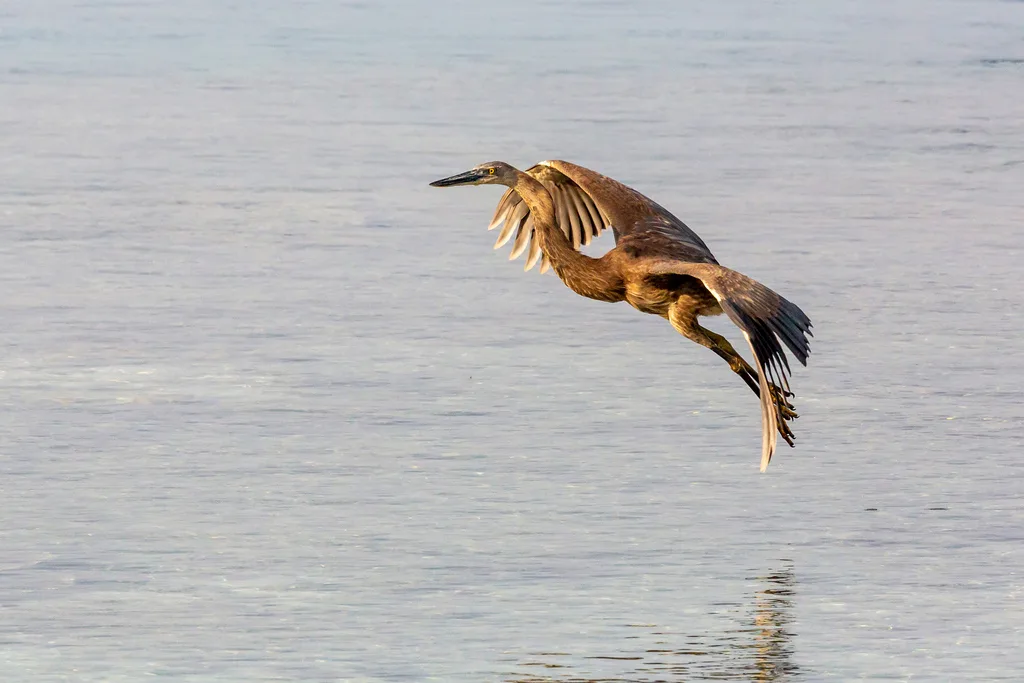 大嘴鹭（Ardea sumatrana）