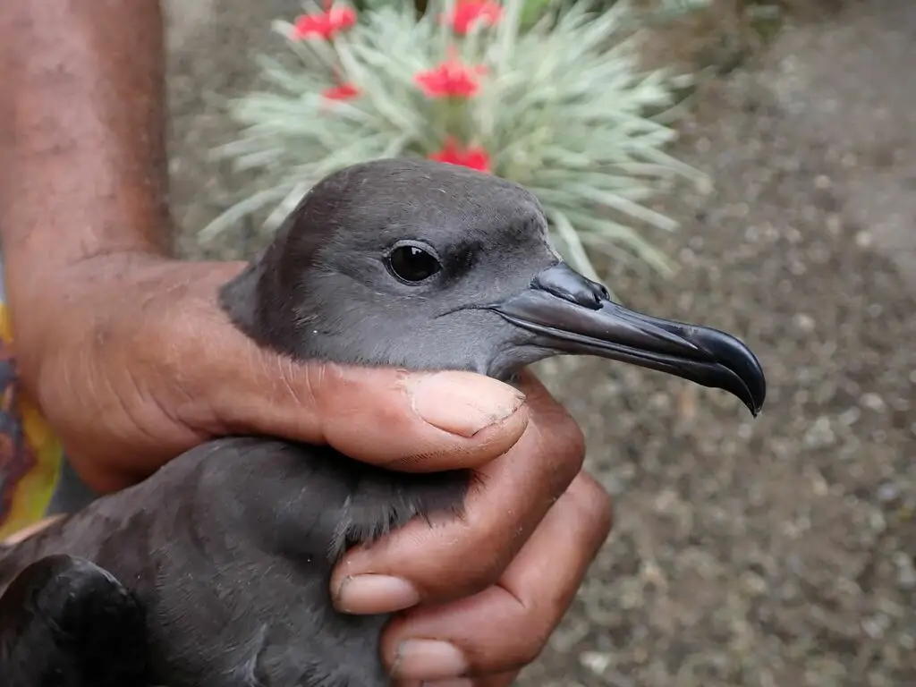 楔尾鹱(Ardenna pacifica)