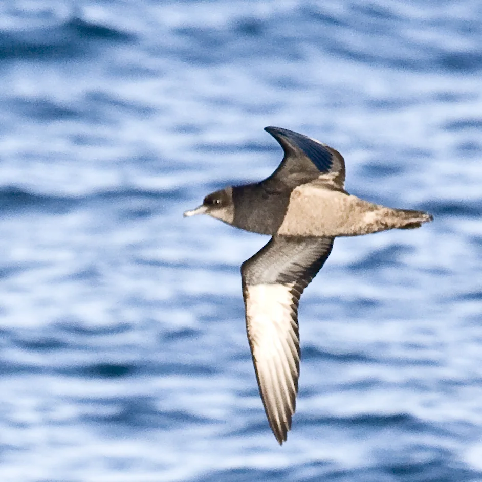 短尾鹱(Ardenna tenuirostris)