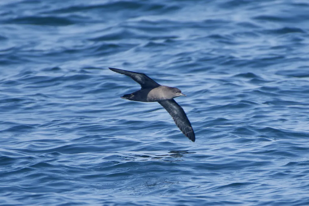 短尾鹱(Ardenna tenuirostris)