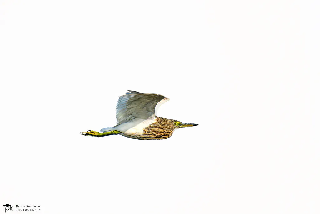 印度池鹭(Ardeola grayii)