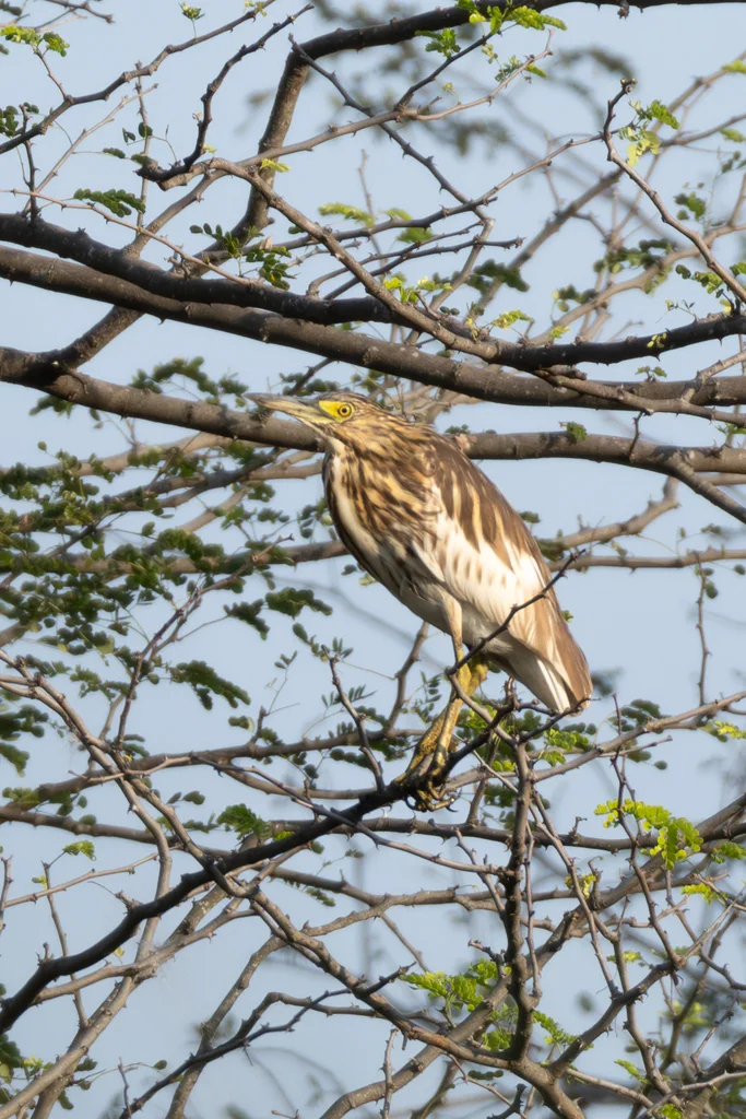 马岛池鹭(Ardeola idae)