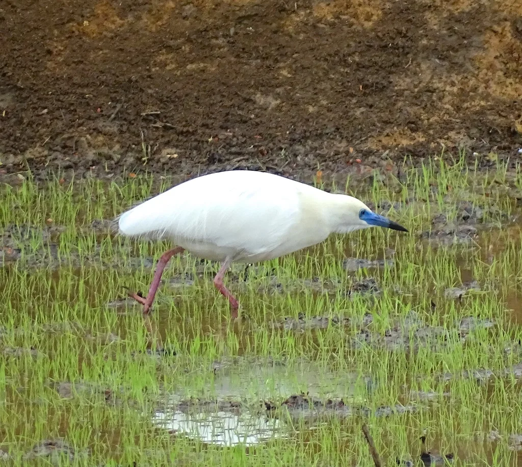 马岛池鹭(Ardeola idae)