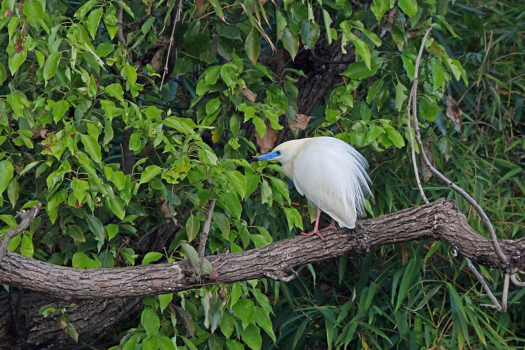 马岛池鹭(Ardeola idae)