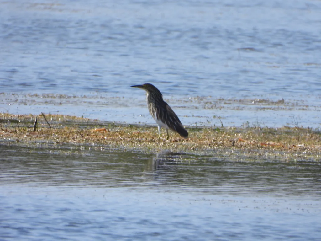 马岛池鹭(Ardeola idae)