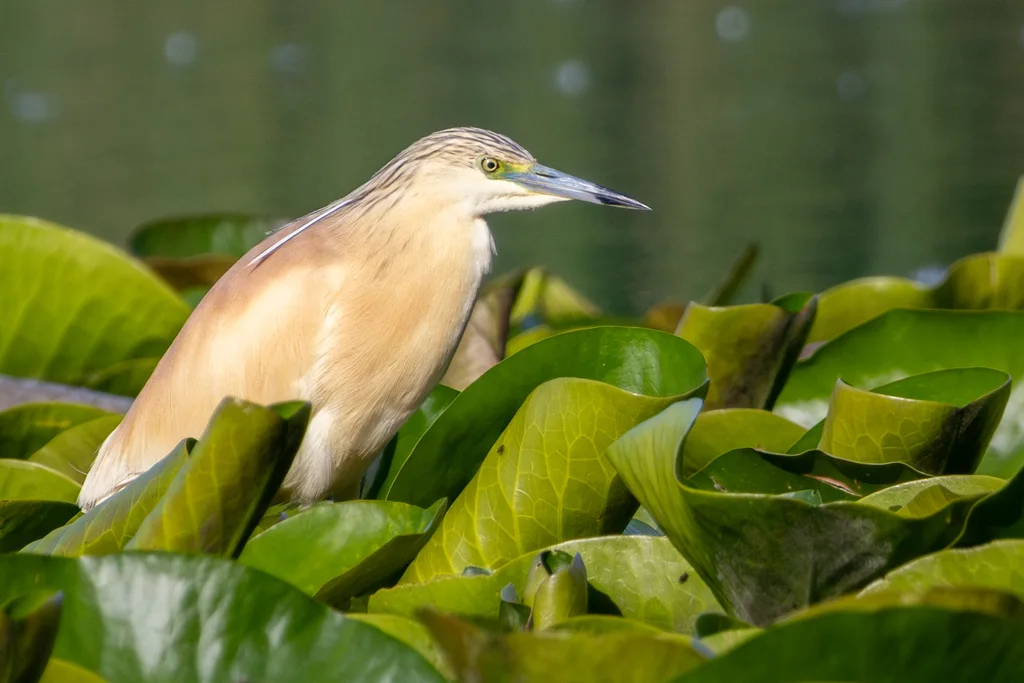 白翅黄池鹭(Ardeola ralloides)